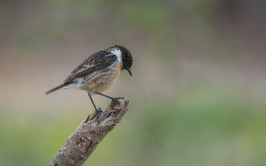 Obraz premium european stonechat on the branch 