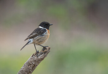 european stonechat on the branch