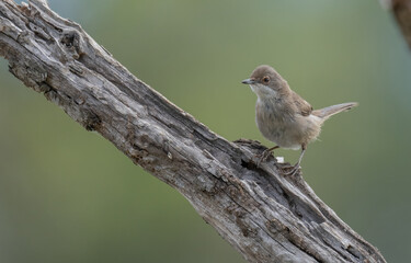female sardinian warbler on the branch	