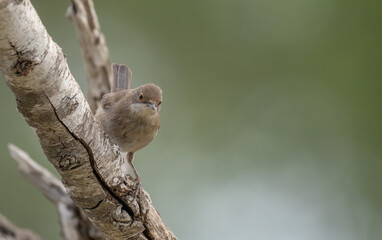 female sardinian warbler on the branch	