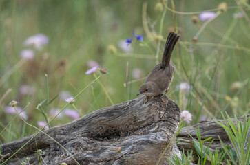 female sardinian warbler on the branch	