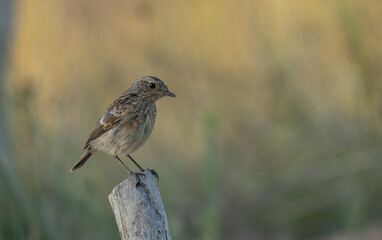 european stonechat on the branch