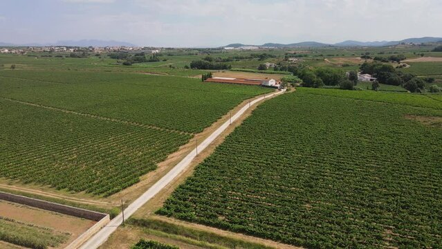 Vineyards of Penedes wine region close to Barcelona, Spain. Aerial drone descending
