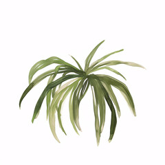 Naklejka premium Ponytail Palm_leaf leave of the plants in watercolor style Handawn illustration