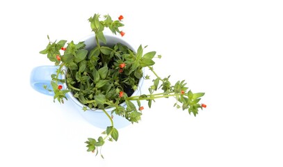 Lysimachia arvensis, Anagallis, commonly called pimpernel on white background