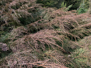 Evergreen coniferous shrub the Siberian carpet cypress, Russian arbor-vitae (Microbiota decussata)...