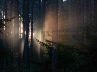 Beautiful view of misty, calm sunrise morning in the forest  with golden sunlight shining through...