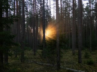 Beautiful view of misty, calm sunrise morning in the forest  with golden sunlight shining through trees and foggy air. Dreamy scenery in woods