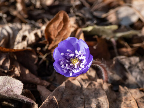 Beautiful, purple first spring bloomers - wildflowers Large blue hepatica (Hepatica transsilvanica) in bright sunlight in early spring