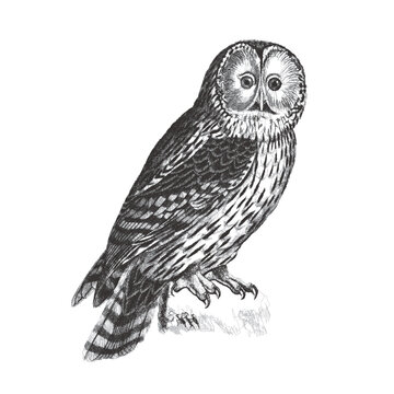 Ural owl (Strix uralensis). Doodle sketch. Vintage vector illustration.
