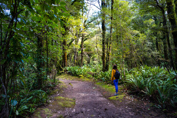 hiker walking through lush rainforest on the west coast of new zealand south island; path to famous coal creek falls near greymouth