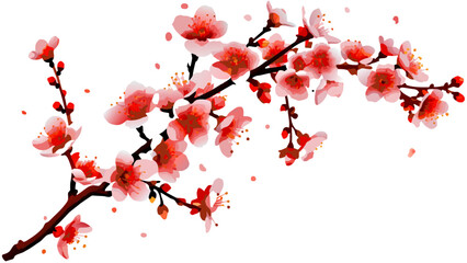 Sakura flowers background. cherry blossom isolated white background