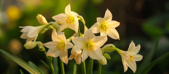 Fototapeta premium The lily family has a big genus of spring flowers called Gagea.