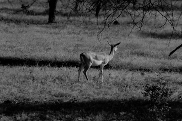 deer in the woods