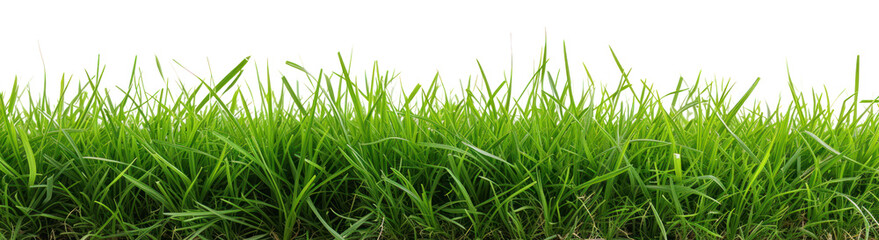 Fototapeta premium Green lush grass, cut out - stock png.