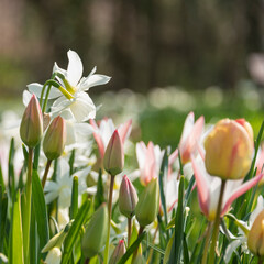 Fleurs au printemps