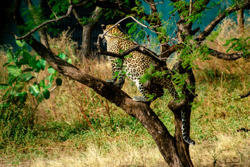 leopard sitting on a tree