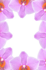 Fototapeta na wymiar Pink orchid flower isolated on transparent background.