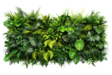 Green wall of tropical plants, cut out - stock png.