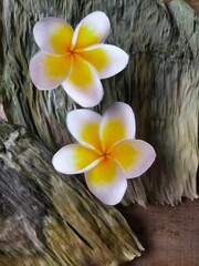 frangipani flower on wooden background
