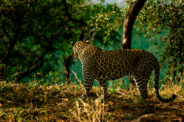 leopard in the bush