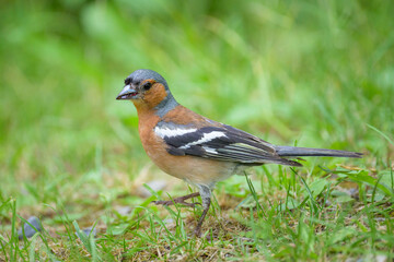 Fototapeta premium A male Common Chaffinch standing on the ground