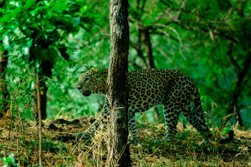 leopard in the tree