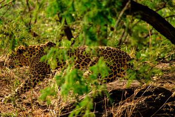 leopard in the tree