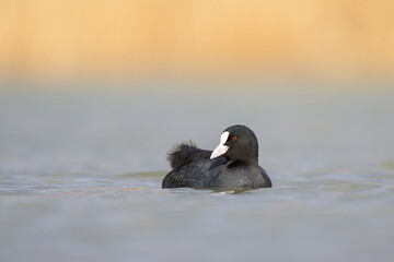 A Eurasian Coot swimming on a lake