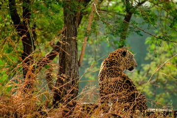 cheetah on the grass