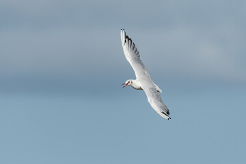 A black headed gull flying on sunny day in summer