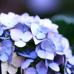 Blue Hydrangea flower bud in macro photography