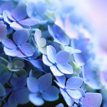 Blue Hydrangea flower bud in macro photography © Darya