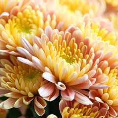 Beautiful cream and pink chrysanthemums, bouquet of chrysanthemums, flowers, beautiful wallpaper