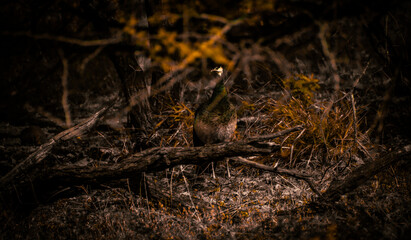 spider in the forest