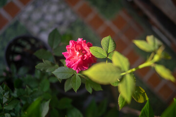Everything you want is on the other side of fear.Beautiful rose on black background. Floral card design with dark vintage effect,Close of pink rose on rose bush
