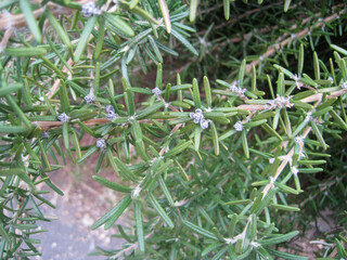Blue Flower Rosemary
