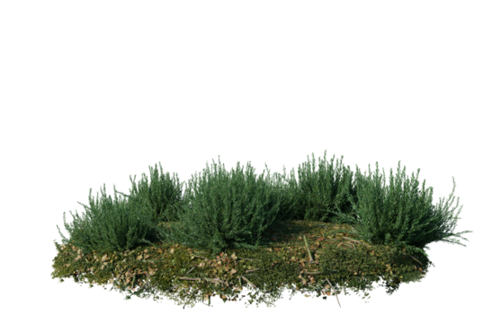 Round surface of Small Pine forest patch covered with flowers, green or dry grass isolated on transparent background. Realistic natural element for design. Bright 3d