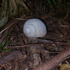 Snail house