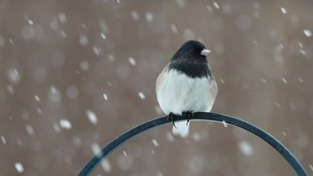 Dark eyed junco perched in a winter storm