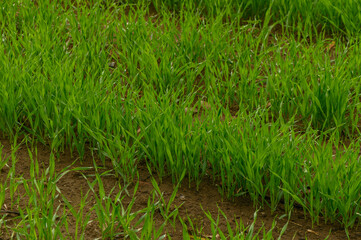 wheat sprouts on a field in winter in Cyprus 1