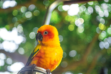 parrots are colorful, charming, the joy of birds.Cropped hand feeding rainbow lorikeet by fence,Close-up of hand with parrot,Close-up of parrot against fence at zoo