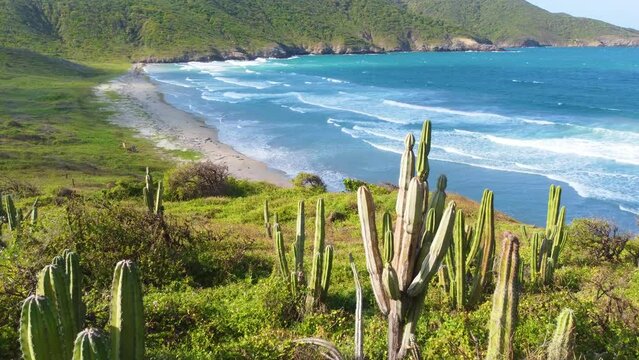 Drone shot over large cactus with in the background water rooling at the beach of Tayrona National Park.