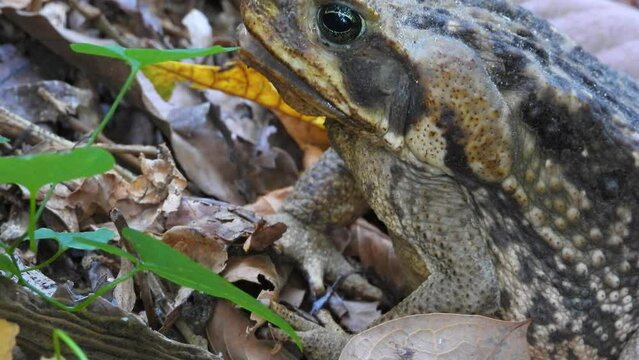 Close-up of a frog finishing breakfast in the jungle. 