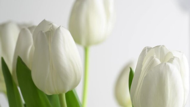 Woman hand touching white tulips, close up. Beautiful bouquet of white tulips.
