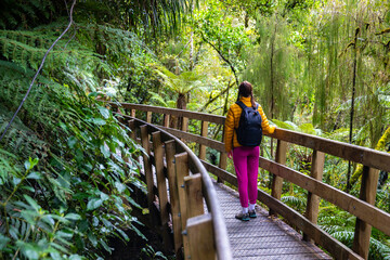 Naklejka na ściany i meble hiker girl walking through unique temperate rainforest on the way to hokitika gorge; dense jungle in new zealand south island; forest full of tree ferns - ponga trees