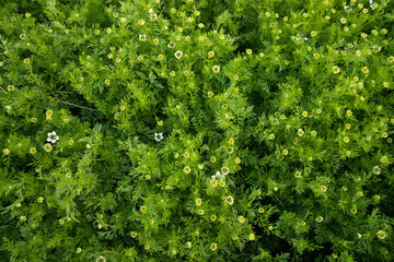 Blooming White Nigella sativa flowers in the field. Top view Texture background