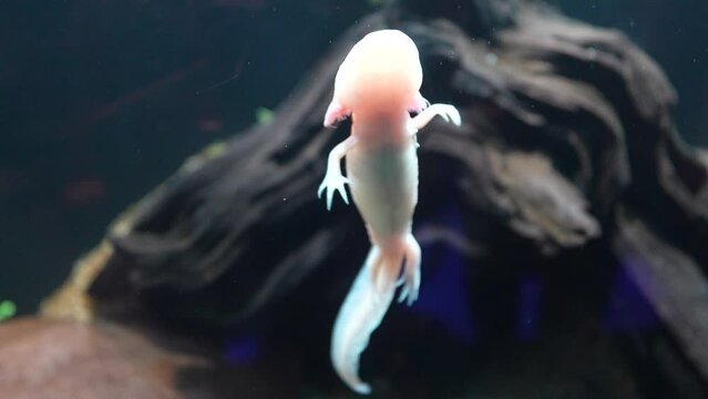 Axolotl, a mexican salamander that lives in several lakes in Mexico City, especially Lake Xochimilco. Iconic species in danger of extinction, urgent need for conservation and habitat restoration
