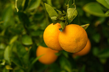 juicy oranges in winter in a garden in Cyprus 2