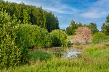Picturesque spring landscape with forest and river. Tender greenery of May. Silence, peace, idyll.